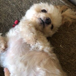 Meet your Posher, Isabel